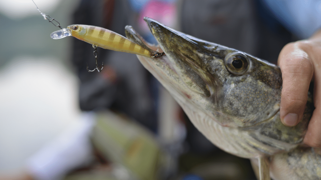 Best Pike Lures