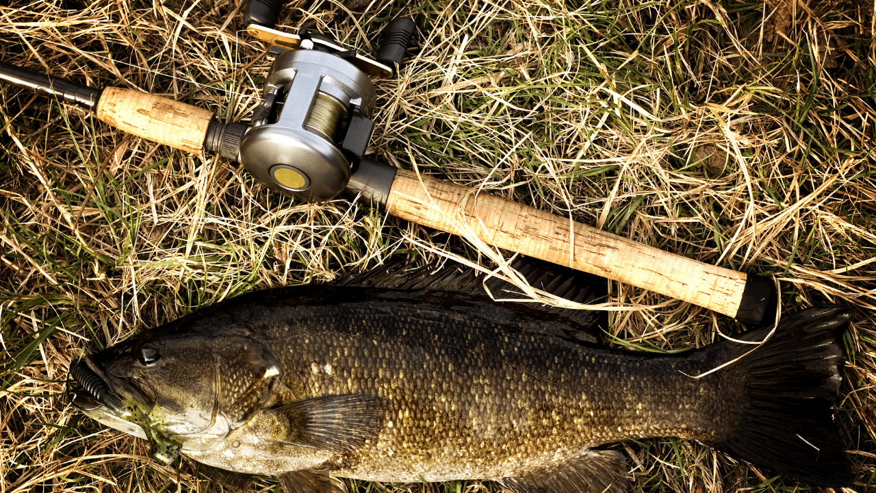 The Best Bass Fishing Rods For Beginners In 2023
